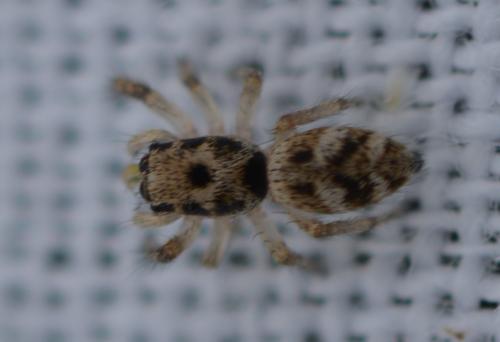 Salticus scenicus